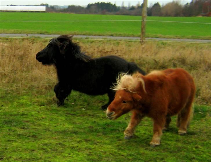 Shetlænder : Jo Jo billede 2