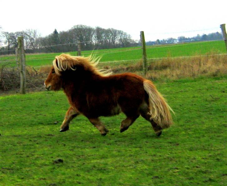 Shetlænder : Jo Jo billede 3