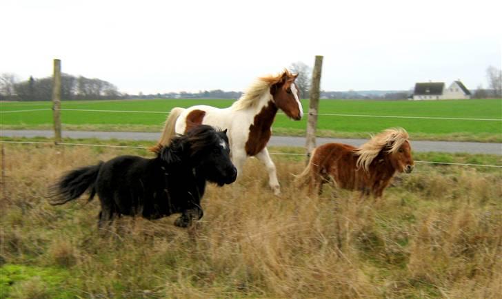 Shetlænder : Jo Jo billede 4