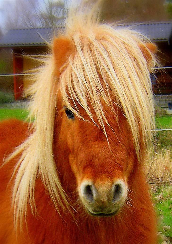 Shetlænder : Jo Jo billede 5