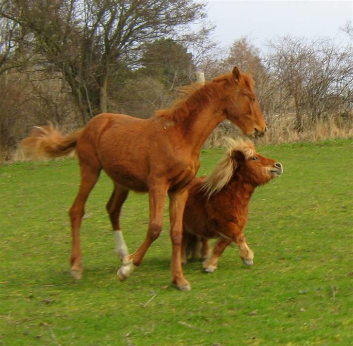 Shetlænder : Jo Jo billede 6