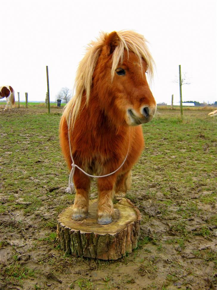 Shetlænder : Jo Jo billede 7