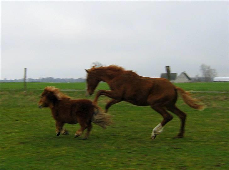 Shetlænder : Jo Jo billede 8