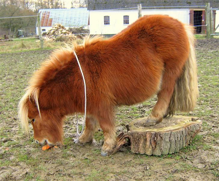 Shetlænder : Jo Jo billede 9