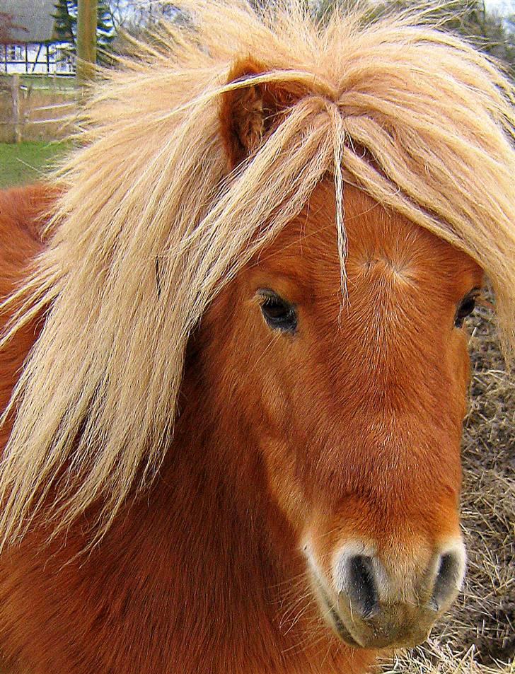 Shetlænder : Jo Jo billede 10