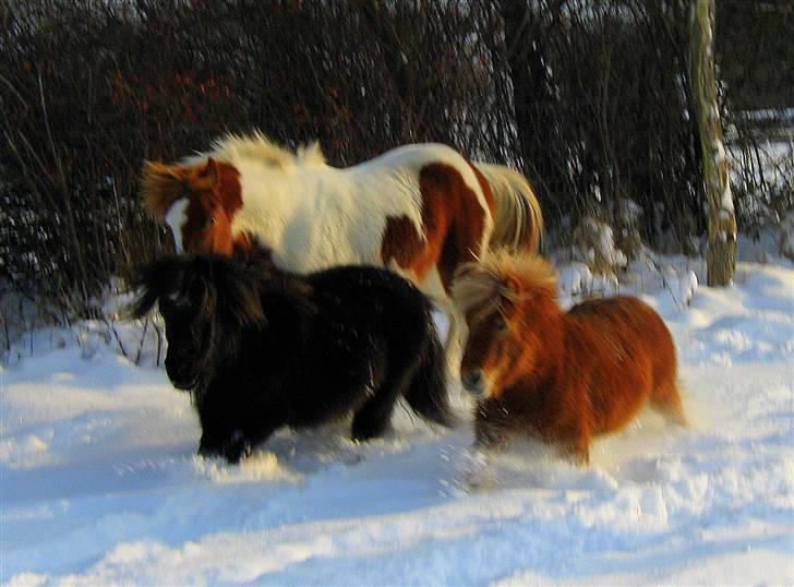 Shetlænder : Jo Jo billede 11