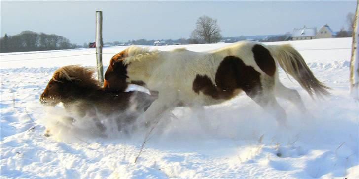 Shetlænder : Jo Jo billede 13