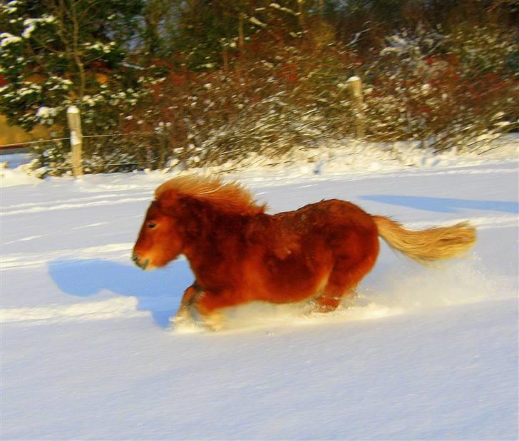 Shetlænder : Jo Jo billede 14