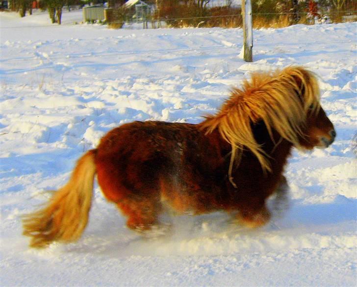 Shetlænder : Jo Jo billede 15