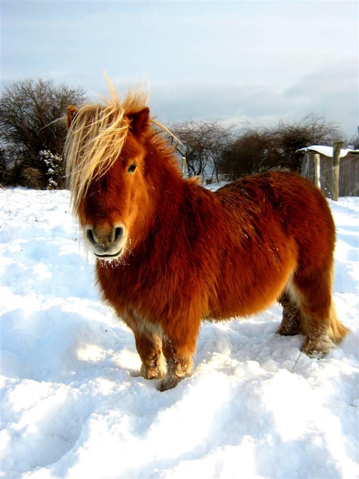 Shetlænder : Jo Jo billede 16