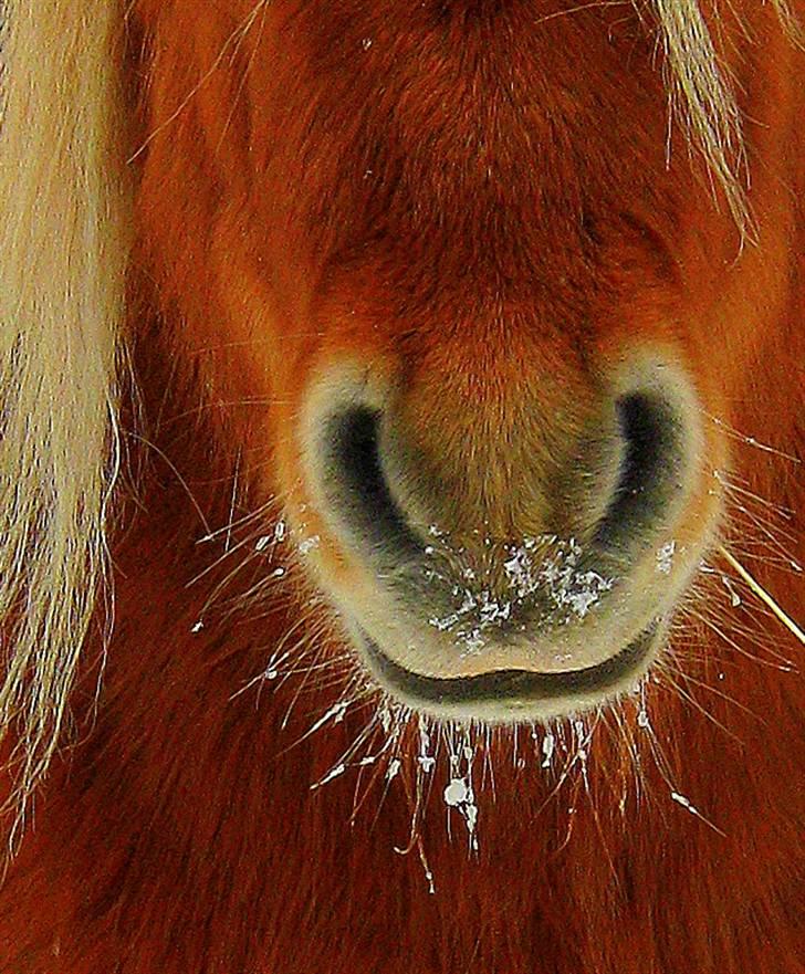 Shetlænder : Jo Jo billede 17