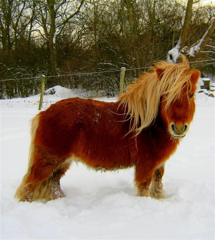 Shetlænder : Jo Jo billede 18