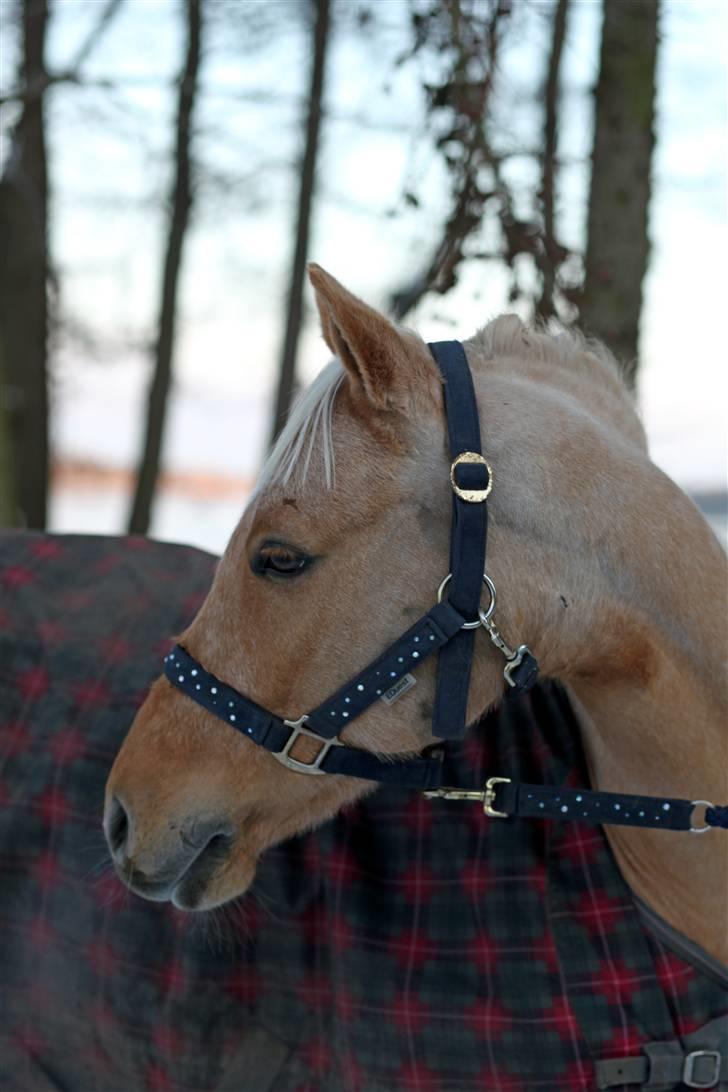 Palomino Golden Catch Me (Solgt) - Nyt, snebillede - Tuelsø  billede 17