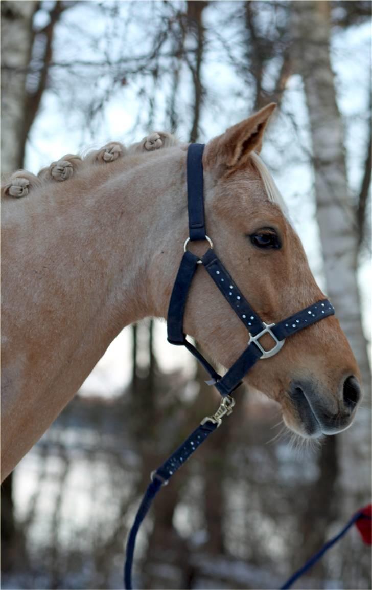 Palomino Golden Catch Me (Solgt) - endnu et snebillede :) billede 18