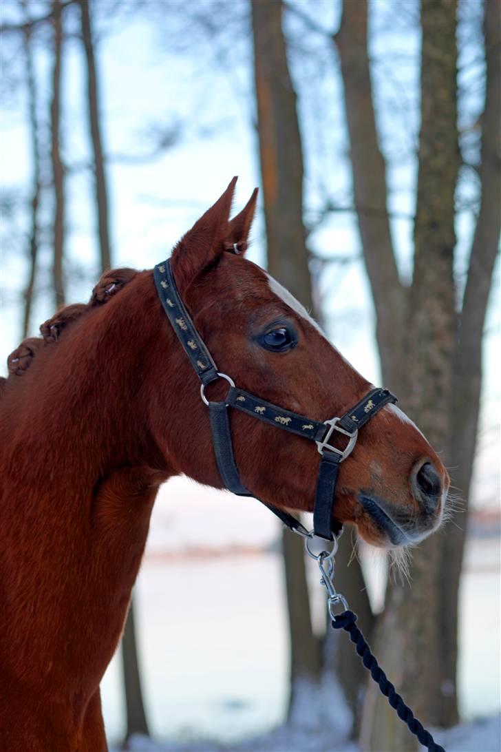 Tysk Sportspony Falkenhof's Milky Way - Mikky i sneen :) NYT billede 17