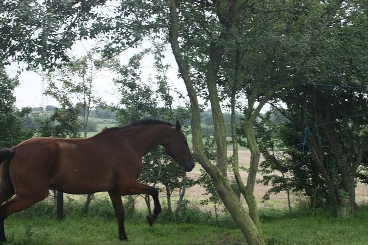 Dansk Varmblod Logo † 23-8-10 † billede 6