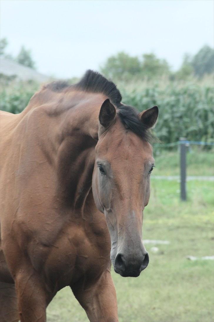 Dansk Varmblod Logo † 23-8-10 † billede 7