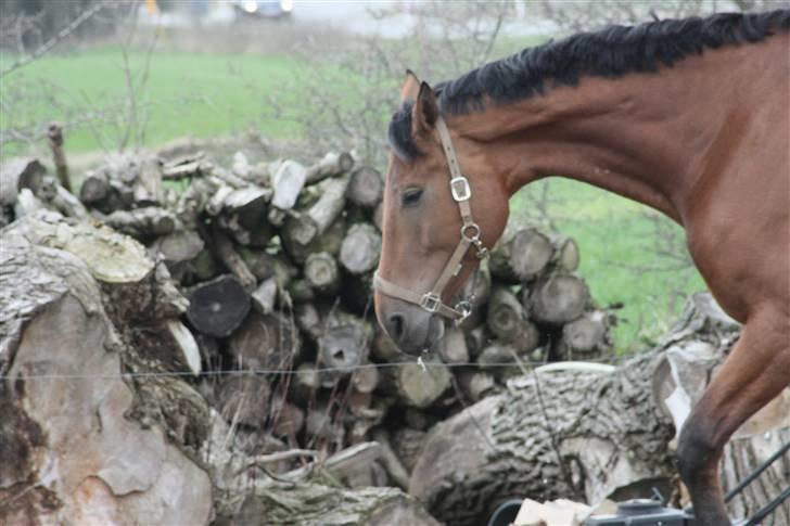 Dansk Varmblod Logo † 23-8-10 † billede 8