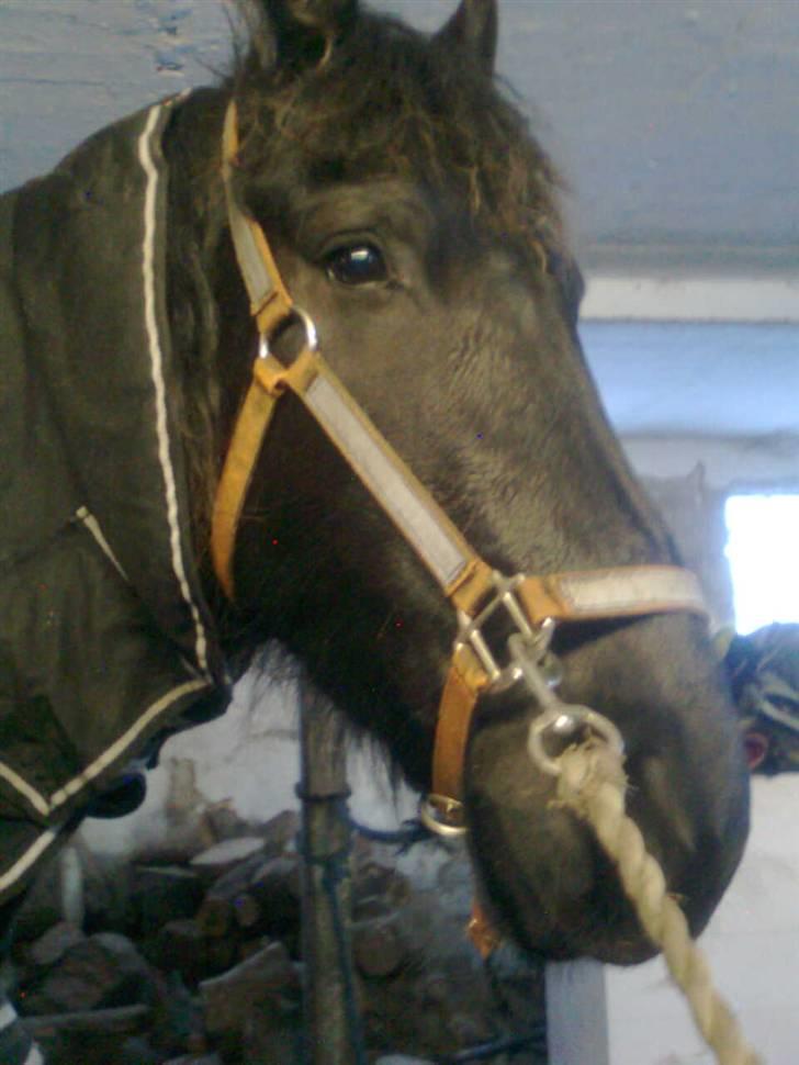 Frieser Renske Gepke. billede 1