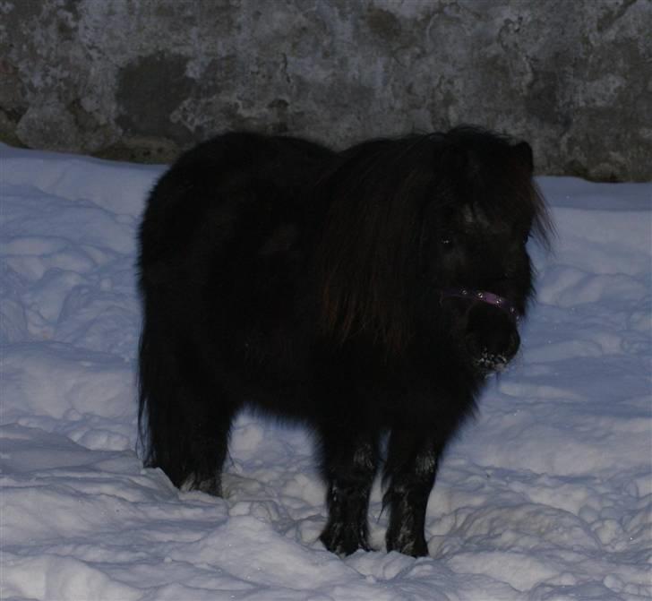 Shetlænder Frk. Fie - Sne pony billede 10