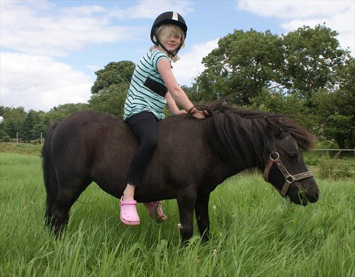 Shetlænder Frk. Fie - Melanie prøvede lige at sidde på Frk. Fie billede 11