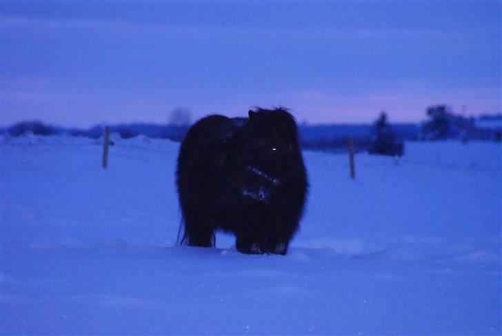 Shetlænder Frk. Fie - DYB sne billede 14