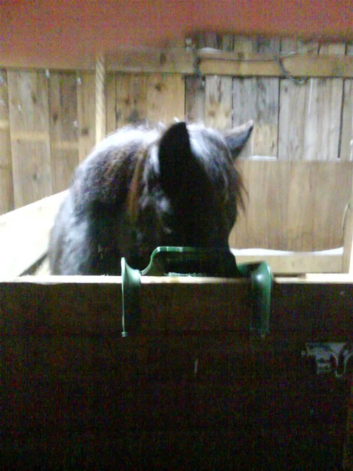 Shetlænder stella billede 9