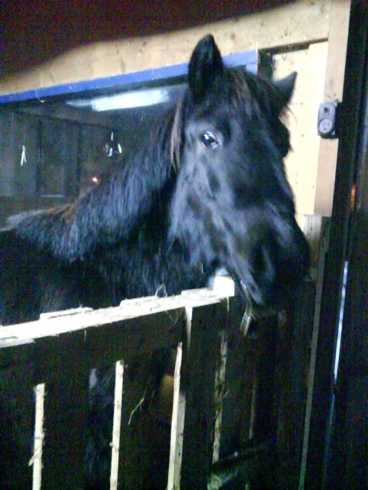 Shetlænder stella billede 10