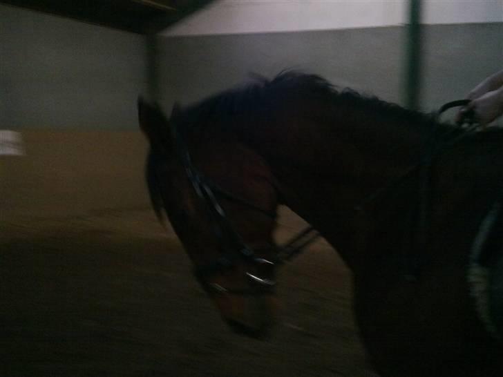 Dansk Varmblod Prinsesse Isabella billede 6