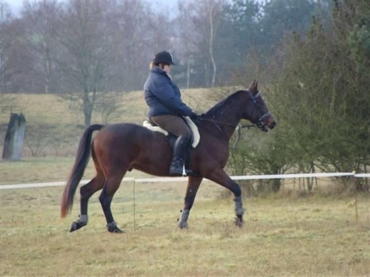 Traver Elvis Holmager billede 7