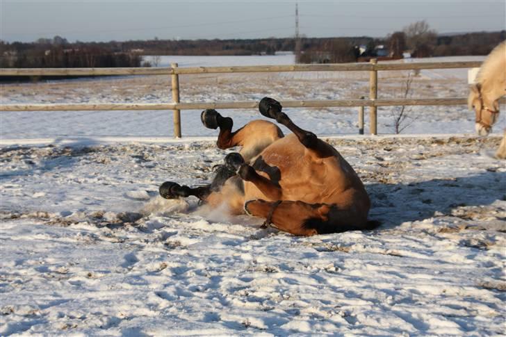 Anden særlig race Callime (Død 2010) - Sne er skønt!! Især når det klør på ryggen. billede 6
