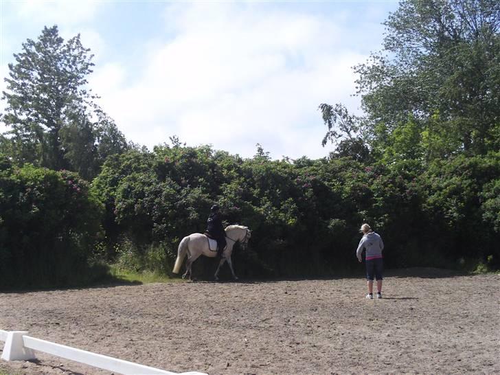 Anden særlig race Miss dulle - undervisning! d:  billede 1