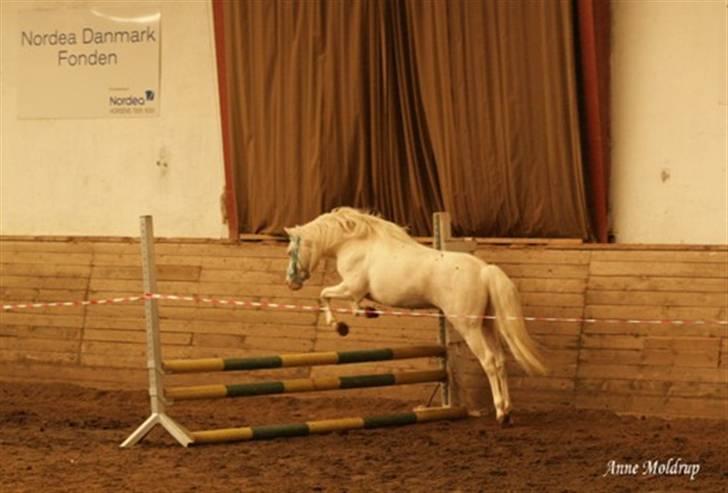 Welsh Pony (sec B) Låddenhøjs Inox - Avlshingst billede 4