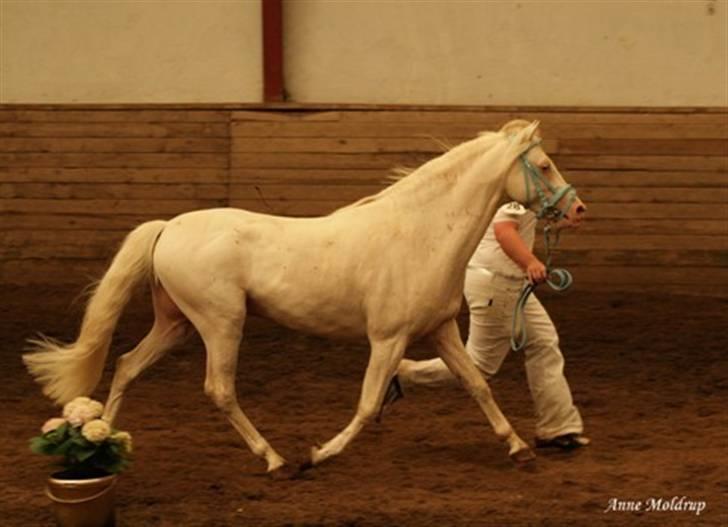 Welsh Pony (sec B) Låddenhøjs Inox - Avlshingst billede 5