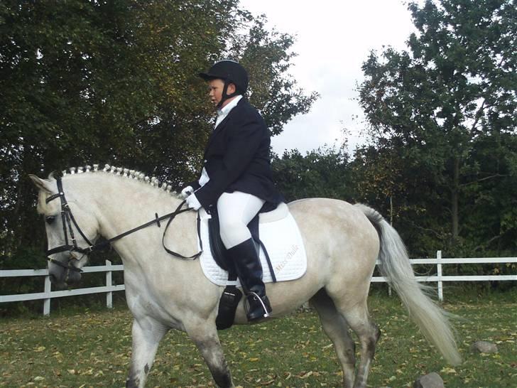 Anden særlig race Miss dulle - opvarmning. til stævne! :D billede 6