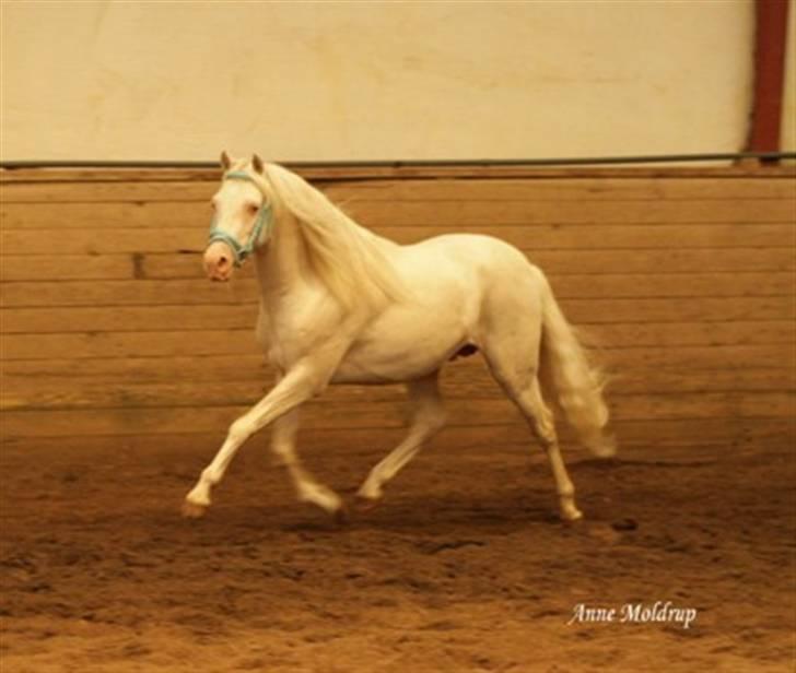 Welsh Pony (sec B) Låddenhøjs Inox - Avlshingst billede 7