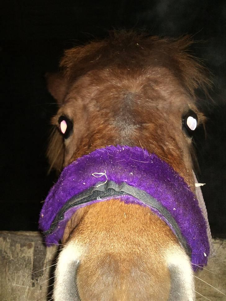 Shetlænder Lise - sikke så ny skæri hun er :D <3 billede 13