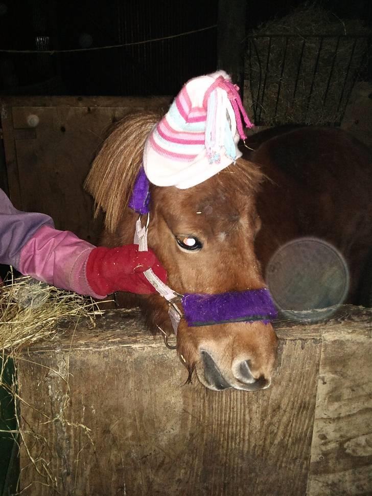 Shetlænder Lise billede 14