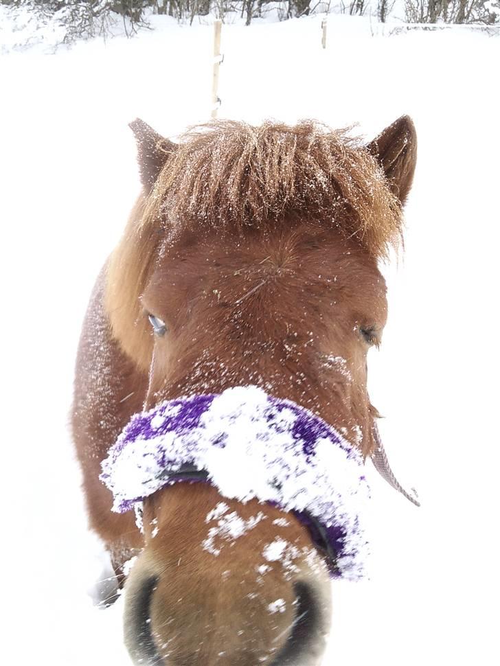 Shetlænder Lise billede 15