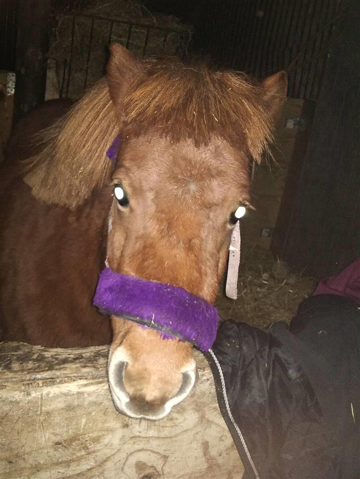 Shetlænder Lise billede 16