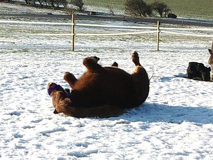 Shetlænder Lise billede 17