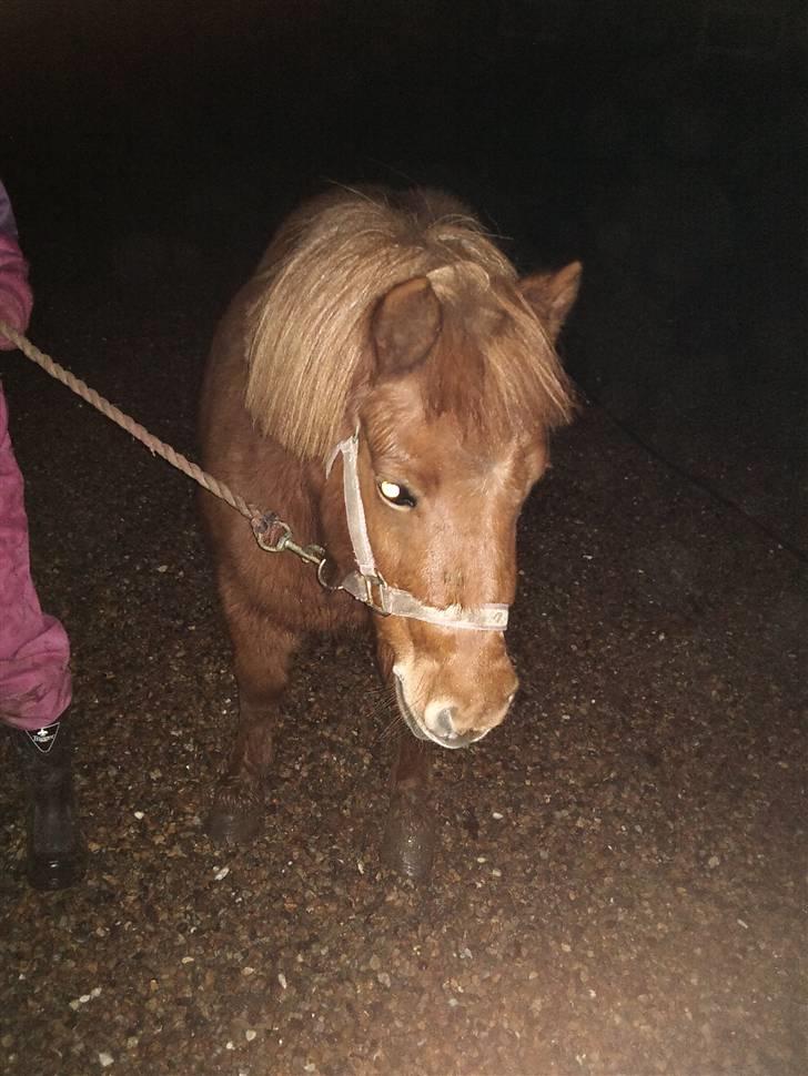 Shetlænder Lise billede 18