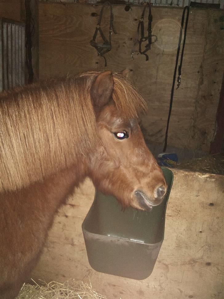 Shetlænder Lise billede 19