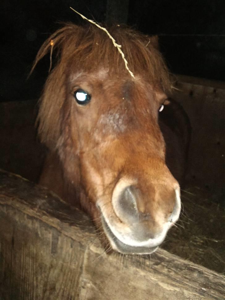 Shetlænder Lise billede 20
