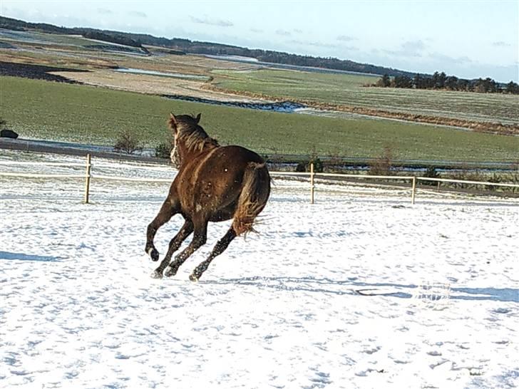 Anden særlig race Lawina - fuld fart på for hun gider ikke og fanges :D billede 12
