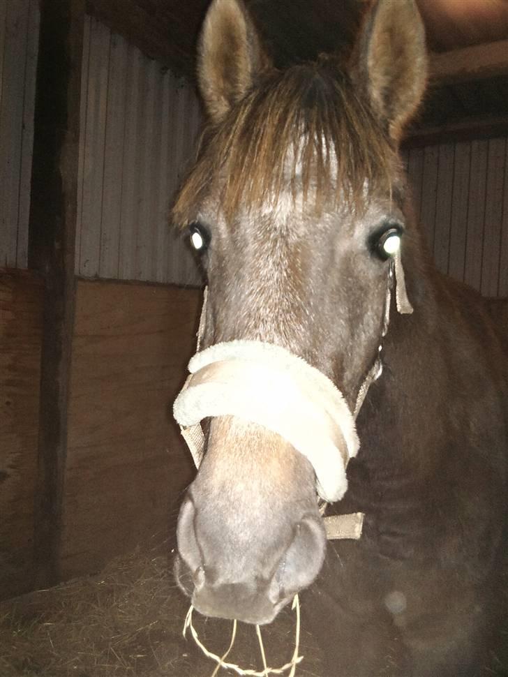 Anden særlig race Lawina billede 13