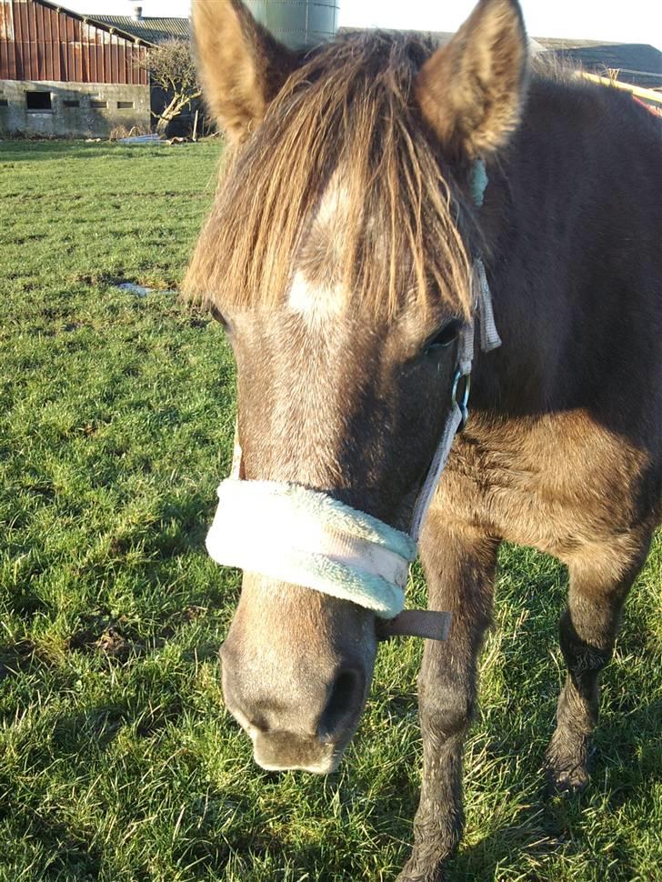 Anden særlig race Lawina billede 14