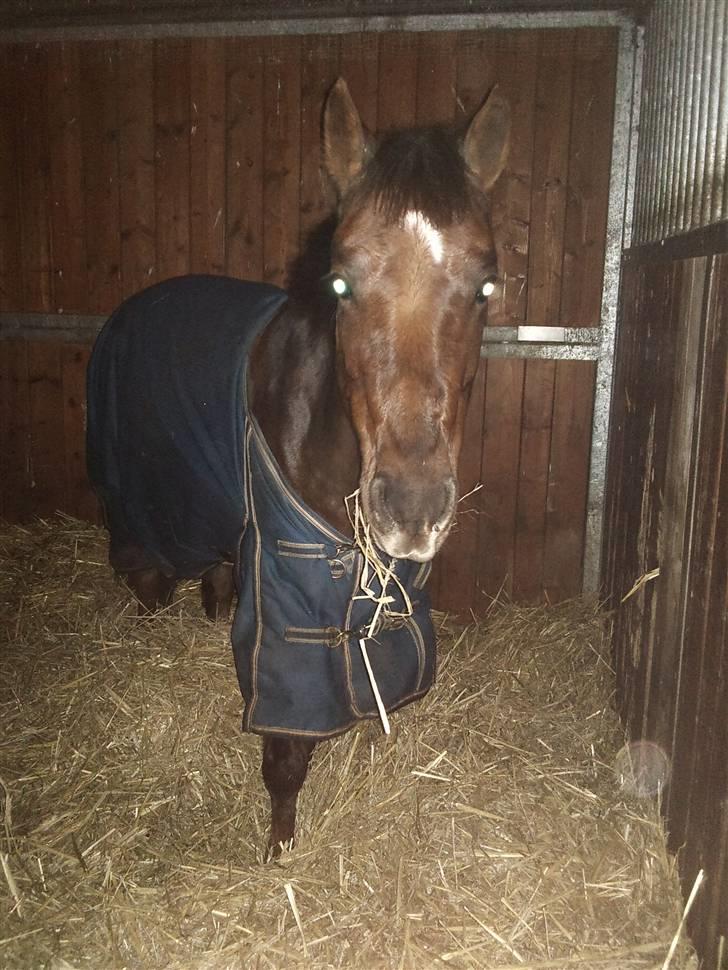 Anden særlig race Maarielunds Fairytale billede 3