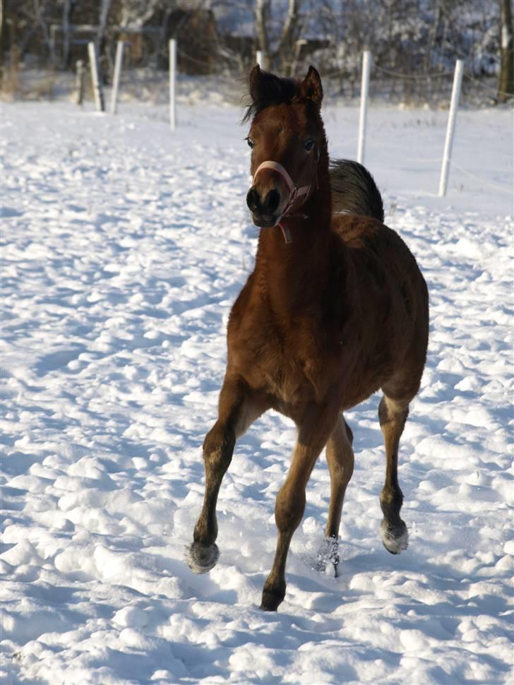 Arabisk fuldblod (OX) FE Shadiva billede 1