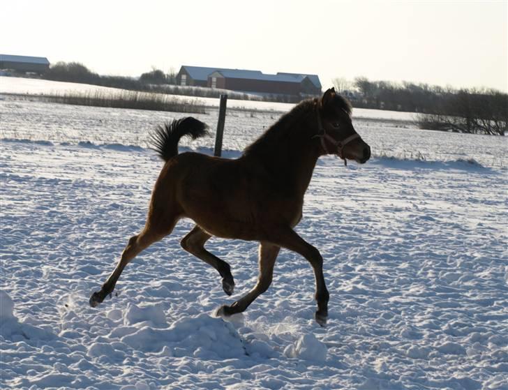 Arabisk fuldblod (OX) FE Shadiva billede 2